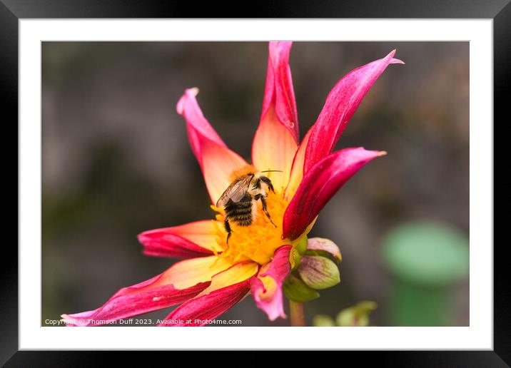 Busy Bee Framed Mounted Print by Thomson Duff