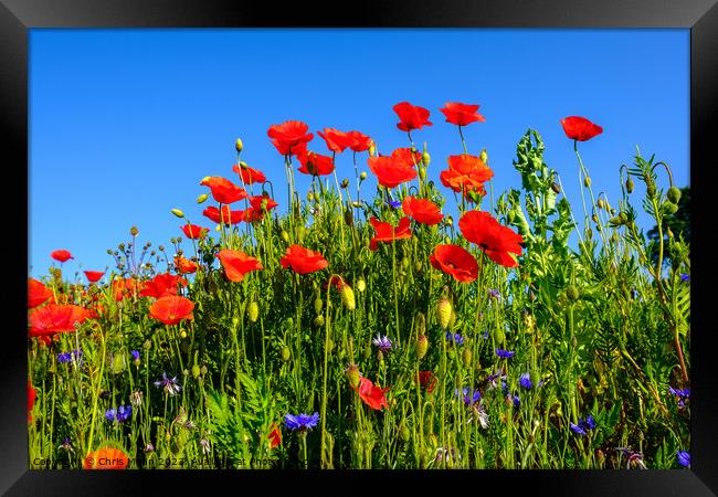 Group of poppies against blue sky Framed Print by Chris Mann