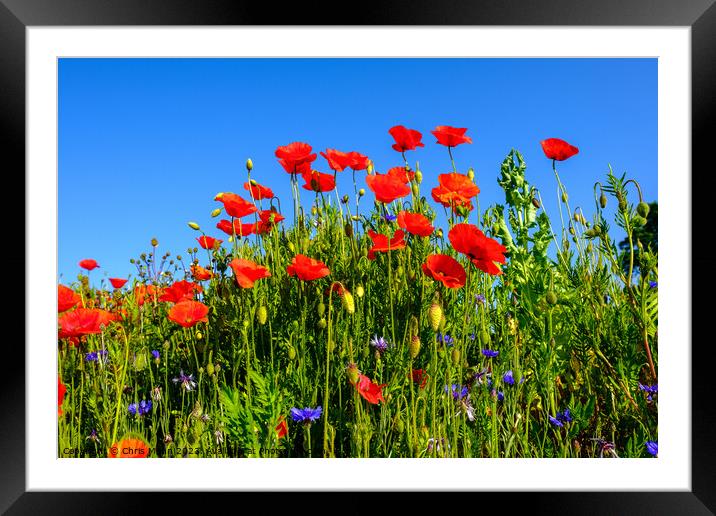 Group of poppies against blue sky Framed Mounted Print by Chris Mann