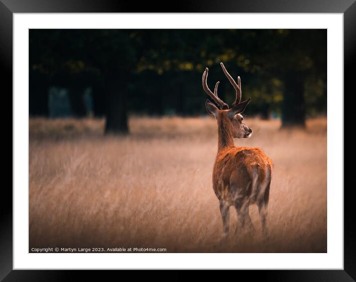 Roaming Beauty Framed Mounted Print by Martyn Large