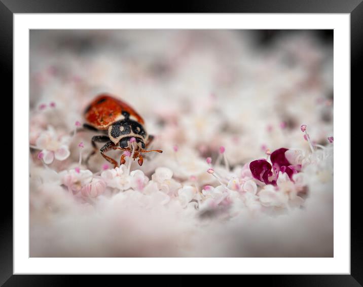On A Sea Of White Framed Mounted Print by Martyn Large
