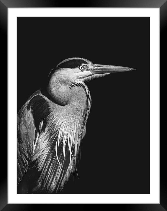 Black and white photo of a Heron Framed Mounted Print by Martyn Large