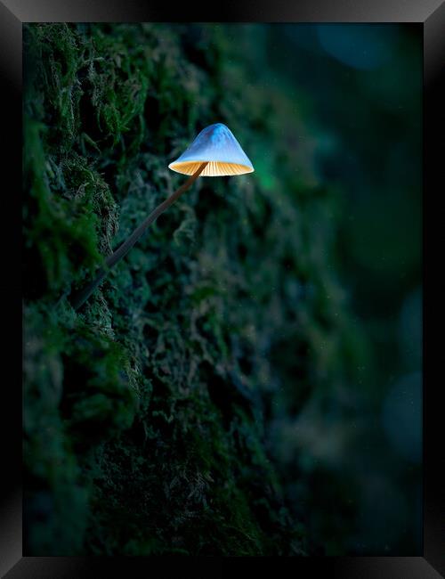 Glowing Mushroom Framed Print by Martyn Large