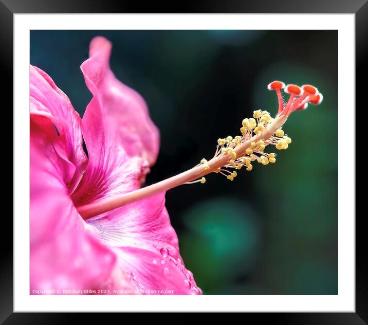 Hibiscus in bloom Framed Mounted Print by Rebekah Stiles