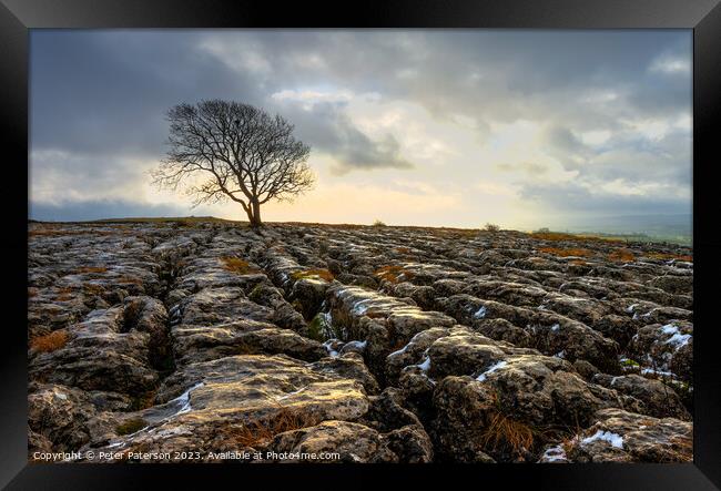 Lone Tree on Limestone Pavement at Sunrise Framed Print by Peter Paterson