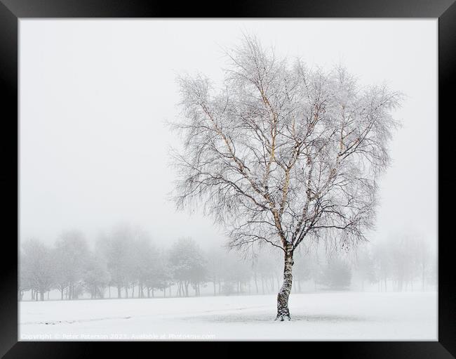 Silver Birch in Snow Framed Print by Peter Paterson