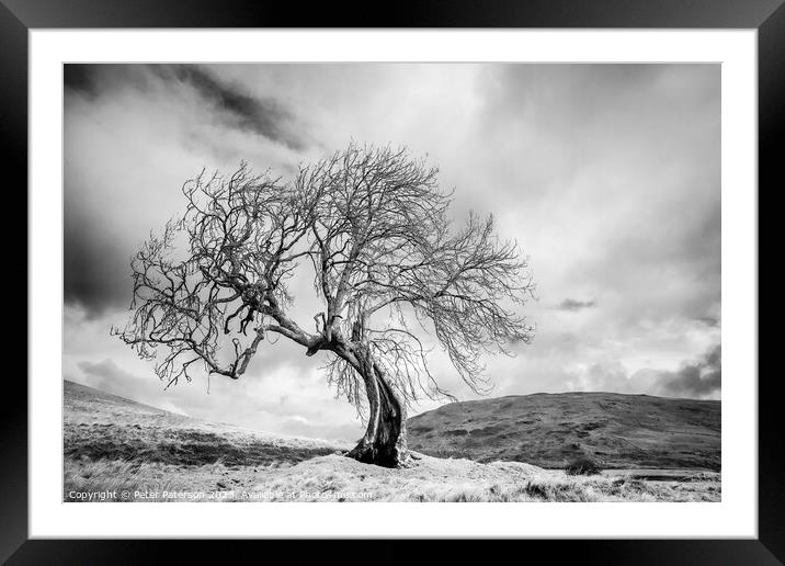 Twisted Tree Framed Mounted Print by Peter Paterson