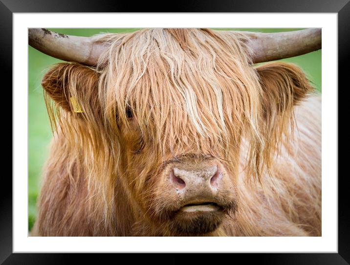 Portrait of Maisie, The Highland Cow, Isle of Mull Framed Mounted Print by Fraser Duff