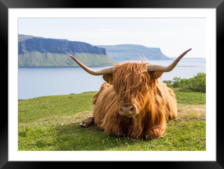 Highland Cow, Isle of Mull, Scotland Framed Mounted Print by Fraser Duff
