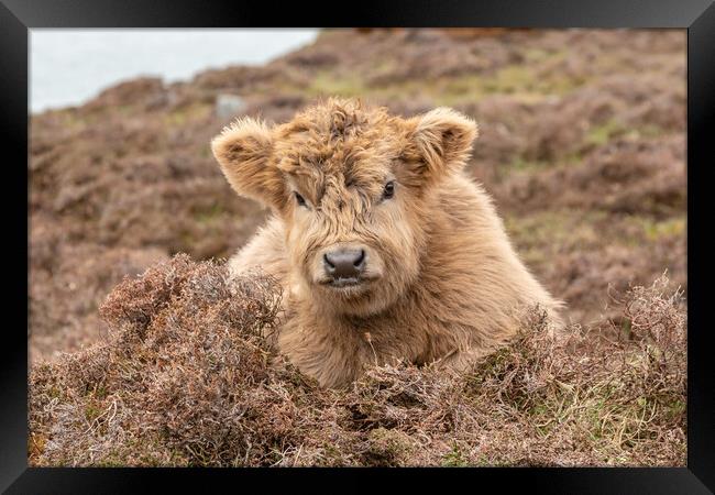 Wee Euan the Highland Cow Calf, Isle of Harris Framed Print by Fraser Duff