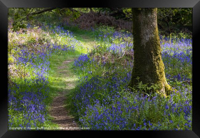 Path through the Bluebells Framed Print by Fraser Duff