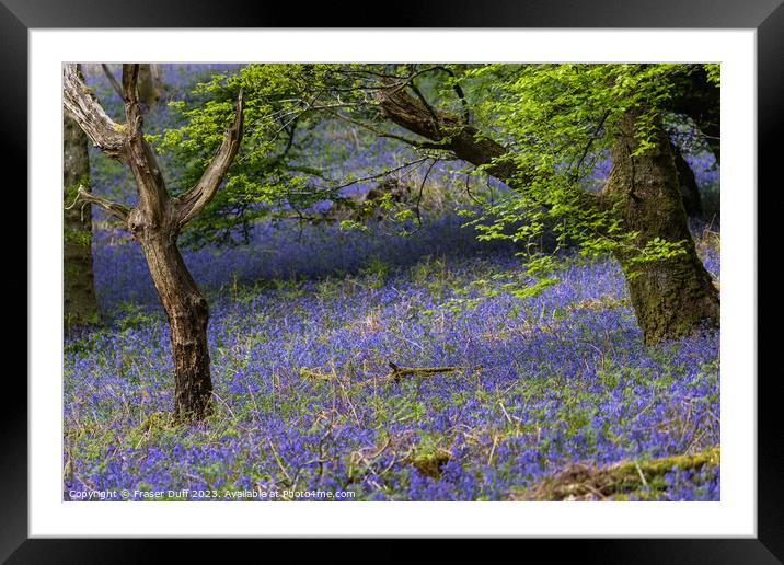 Carpet of Bluebells, Carstramon Woods Framed Mounted Print by Fraser Duff