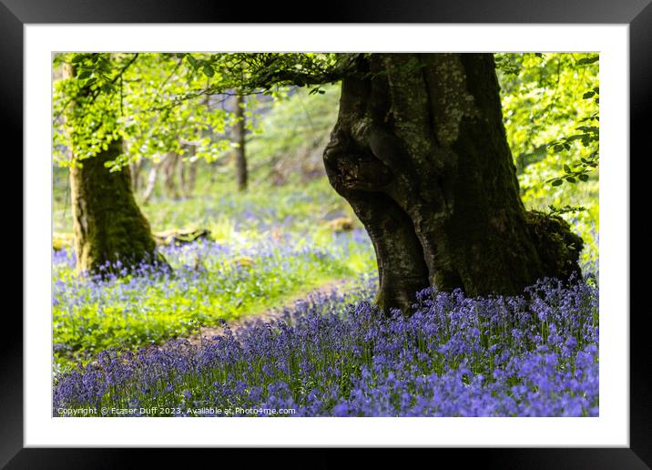 Bluebells and Beech Tree, Carstramon Woods Framed Mounted Print by Fraser Duff