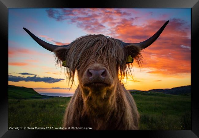 Highland cow at sunset Framed Print by Sean Mackay