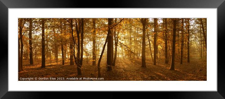 Sunlight through Trees Framed Mounted Print by Gordon Elias