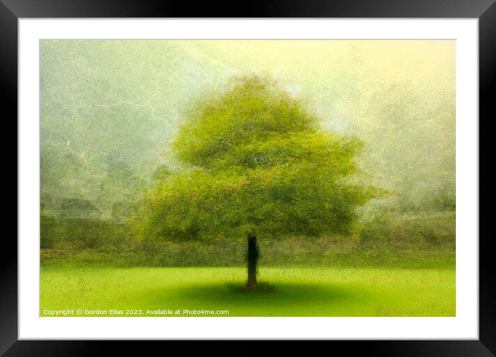 Tree in walled garden Framed Mounted Print by Gordon Elias