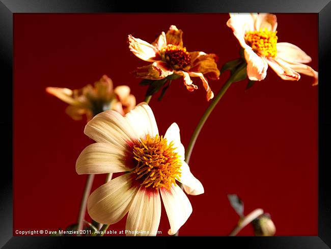 Pale Flowers in Morning Sunlight Framed Print by Dave Menzies