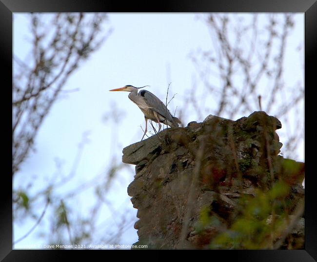 Heron on ruin Framed Print by Dave Menzies