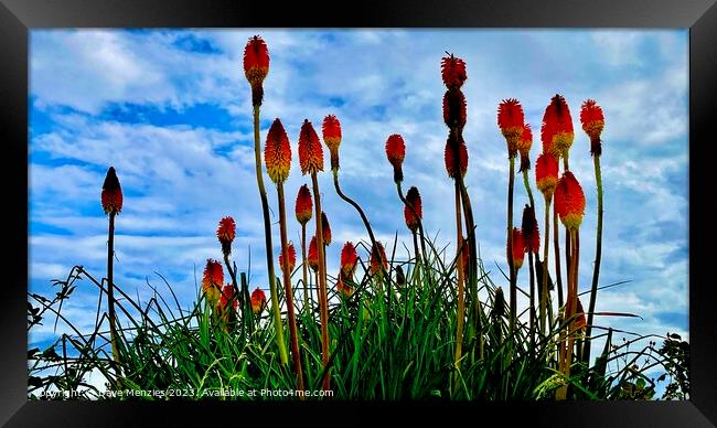Red Hot Pokers In The Sky Framed Print by Dave Menzies