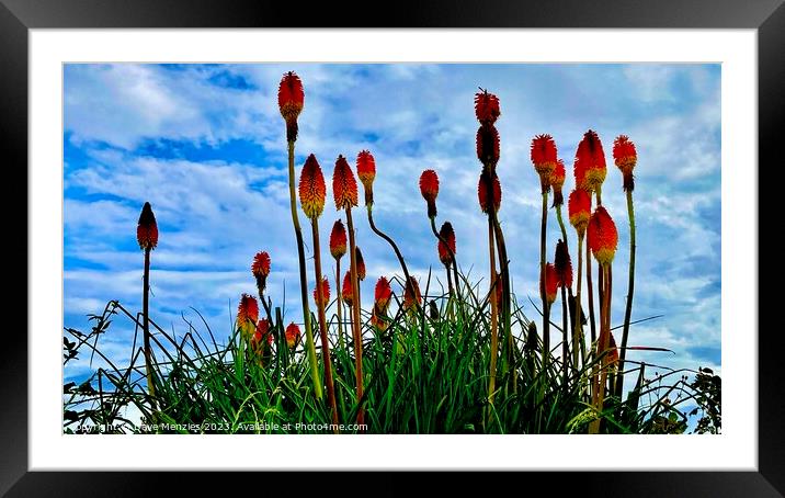 Red Hot Pokers In The Sky Framed Mounted Print by Dave Menzies