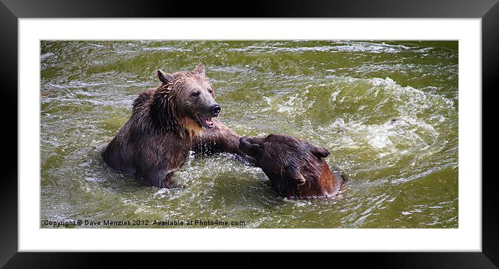 2 Bear Mambo Framed Mounted Print by Dave Menzies