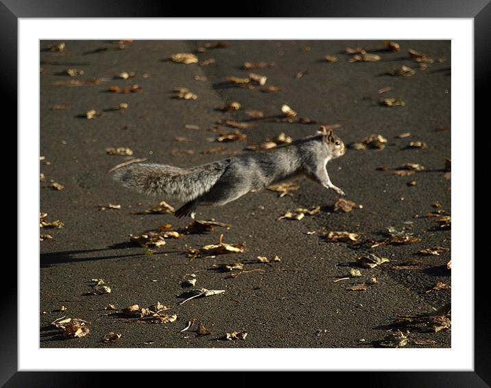 Flying sqirrel Framed Mounted Print by Dave Menzies