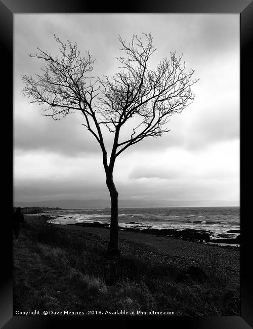 Lonesome tree Framed Print by Dave Menzies