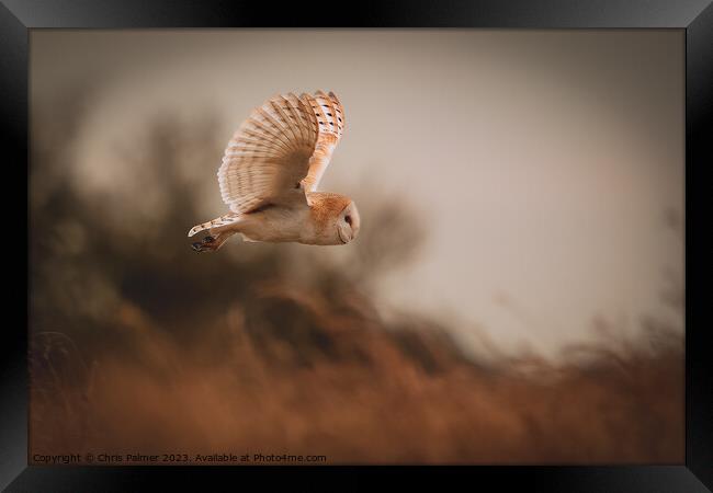 Barn owl in flight Framed Print by Chris Palmer