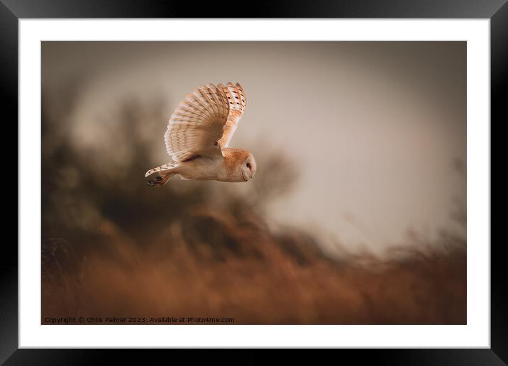 Barn owl in flight Framed Mounted Print by Chris Palmer