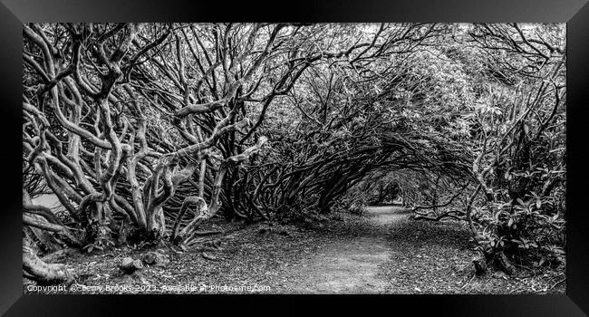 A spooky Tangled Wood in Wales in Black and White Framed Print by Terry Brooks
