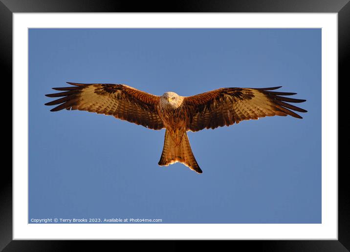 Red Kite Milvus milvus Bird of Prey in Flight Framed Mounted Print by Terry Brooks