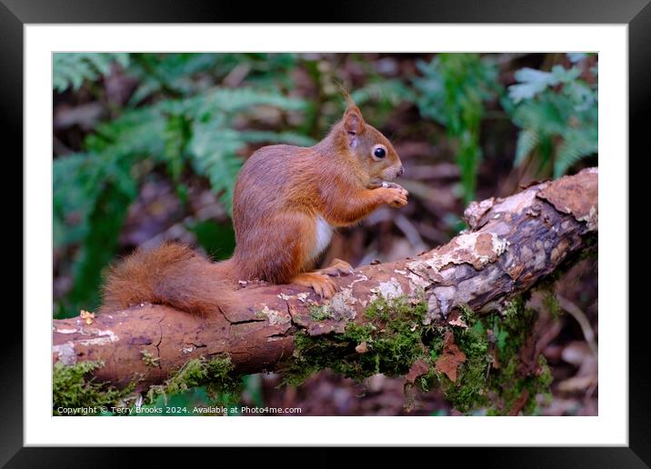 A Cute Red Squirrel Anglesey North Wales Framed Mounted Print by Terry Brooks