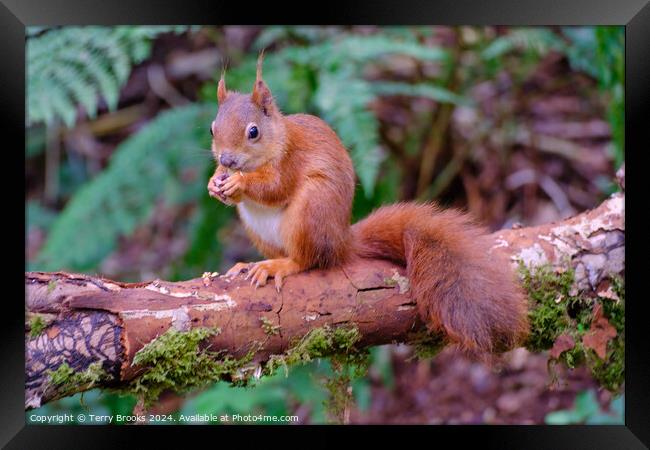 Red Squirrel North Wales Framed Print by Terry Brooks