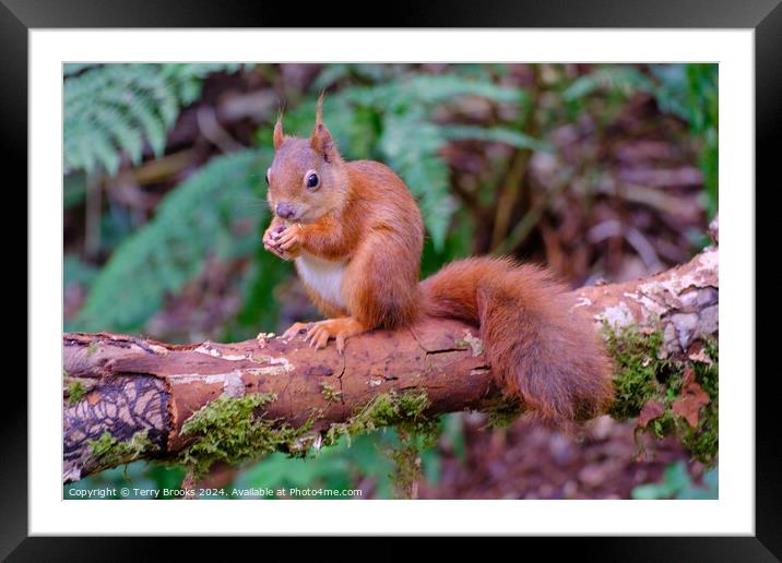 Red Squirrel North Wales Framed Mounted Print by Terry Brooks
