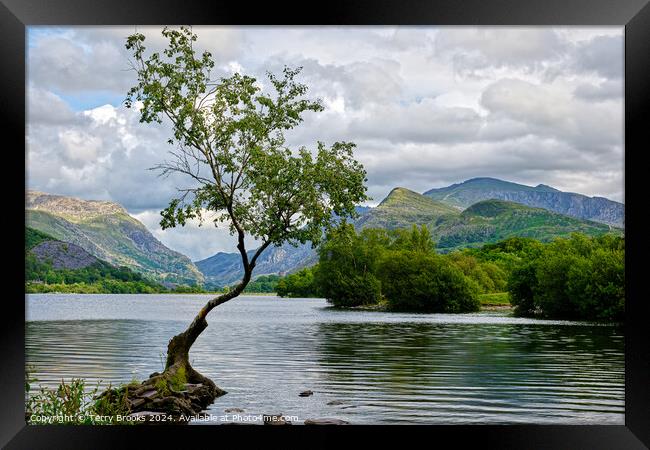Llyn Padarn Lonely Tree North Wales Framed Print by Terry Brooks