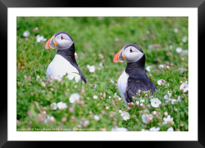 Puffins on Skomer Island Framed Mounted Print by Terry Brooks