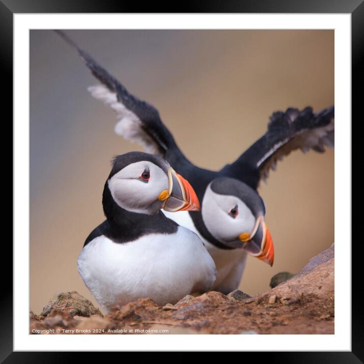 Puffin Skomer Island Framed Mounted Print by Terry Brooks