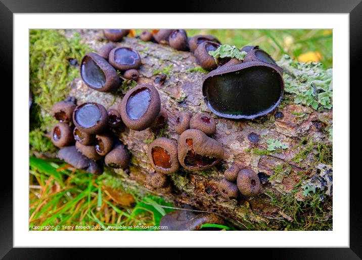 Bulgaria Inquinans - Batchelors Buttons Fungi Framed Mounted Print by Terry Brooks