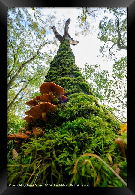 Moss and Fungi Covered Tree Framed Print by Terry Brooks