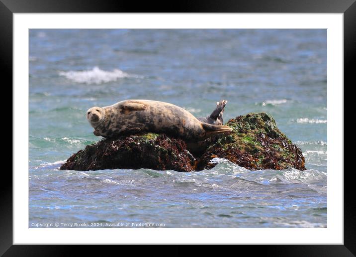 Seal Sunbathing on the Rocks Framed Mounted Print by Terry Brooks