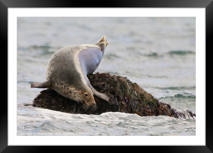 Seal Sunbathing Framed Mounted Print by Terry Brooks