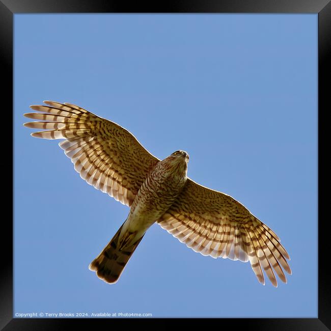 Sparrow Hawk - Accipiter nisus in flight Framed Print by Terry Brooks
