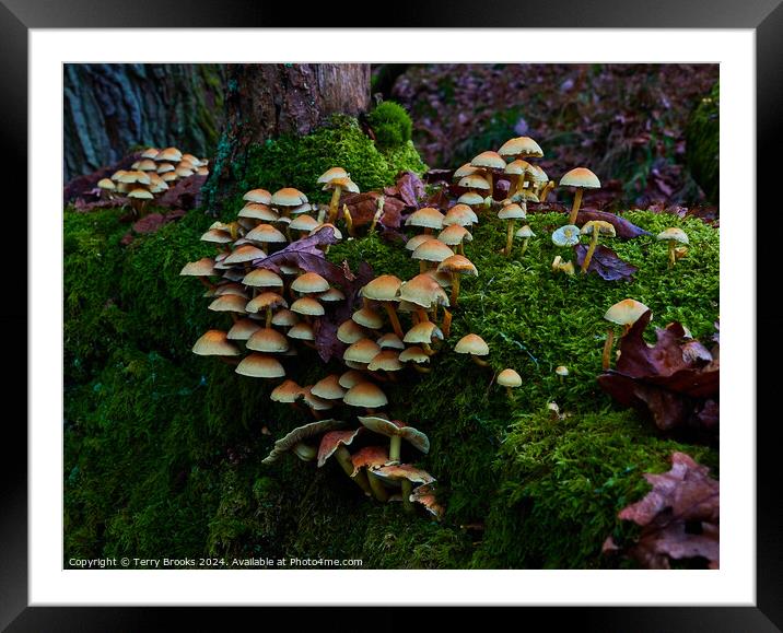 Mushrooms Fungi and Moss Framed Mounted Print by Terry Brooks