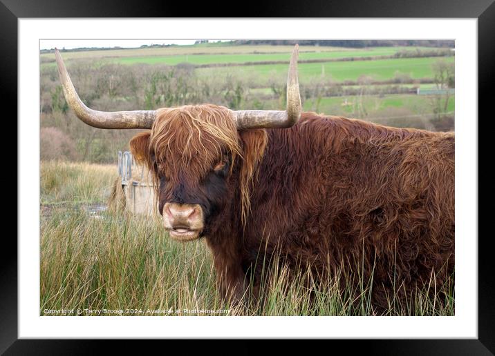 Highland Cow Framed Mounted Print by Terry Brooks