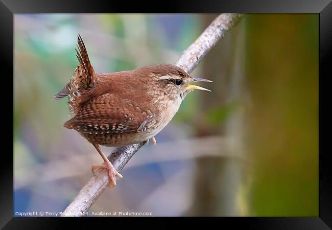 Tiny Wren Singing Framed Print by Terry Brooks