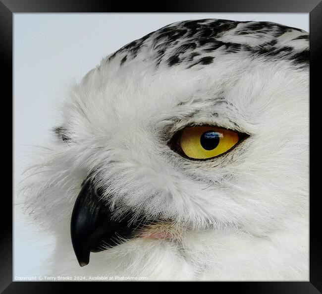 Snowy Owl - Bubo scandiacus Framed Print by Terry Brooks
