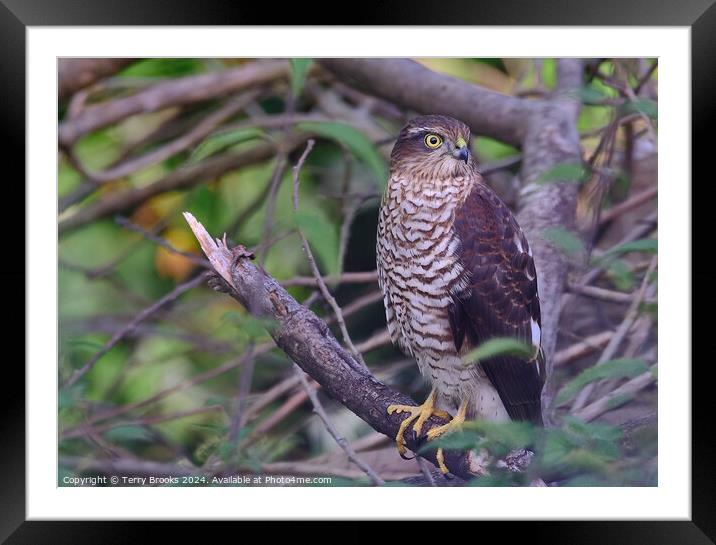 Sparrow Hawk - Accipiter nisus Framed Mounted Print by Terry Brooks