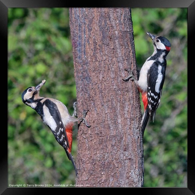 Great Spotted Woodpeckers Pair Framed Print by Terry Brooks
