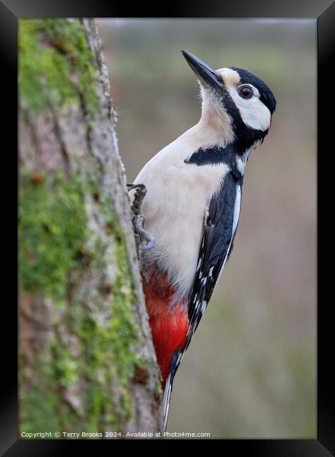 Male Great Spotted Woodpecker Framed Print by Terry Brooks