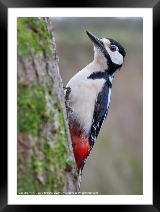 Male Great Spotted Woodpecker Framed Mounted Print by Terry Brooks